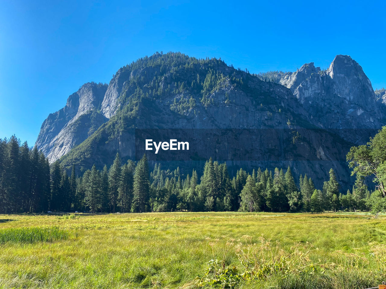 Scenic view of pine trees on field against clear blue sky