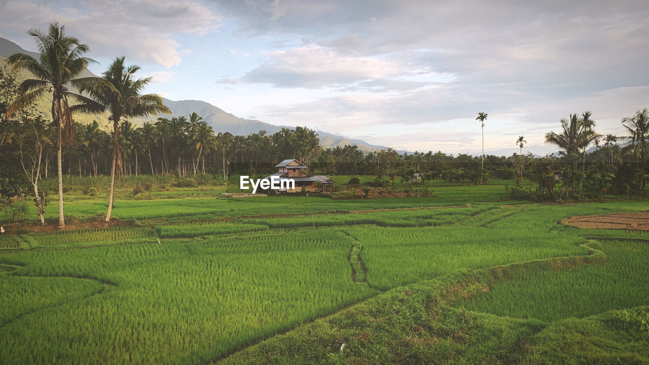 Scenic view of agricultural field against sky