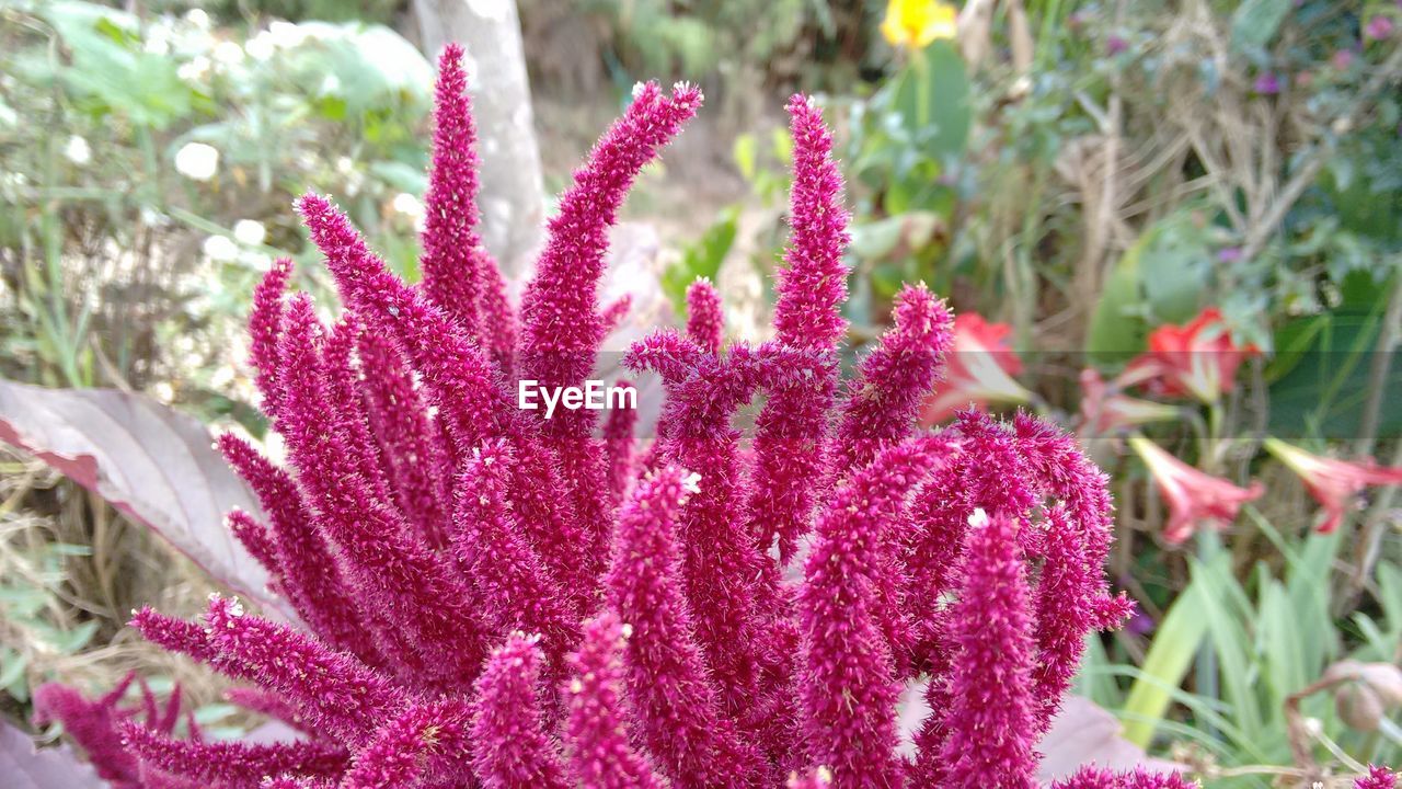 CLOSE-UP OF PINK FLOWERS BLOOMING OUTDOORS