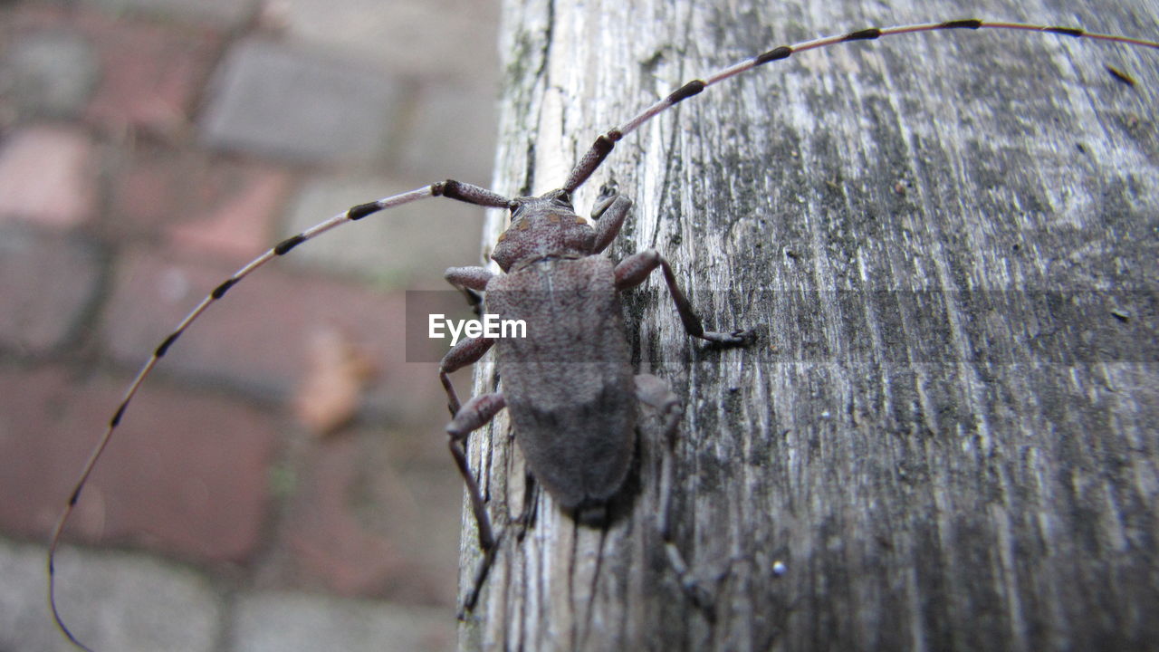 Low angle view of insect on tree trunk outdoors