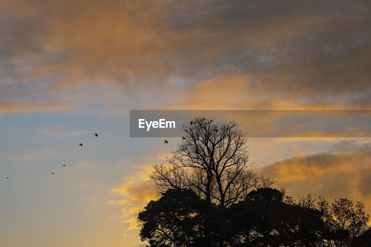 LOW ANGLE VIEW OF SILHOUETTE TREE AGAINST ORANGE SKY