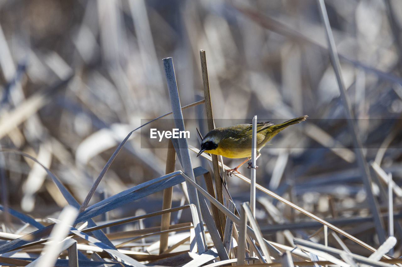 Close-up of bird perching on branch