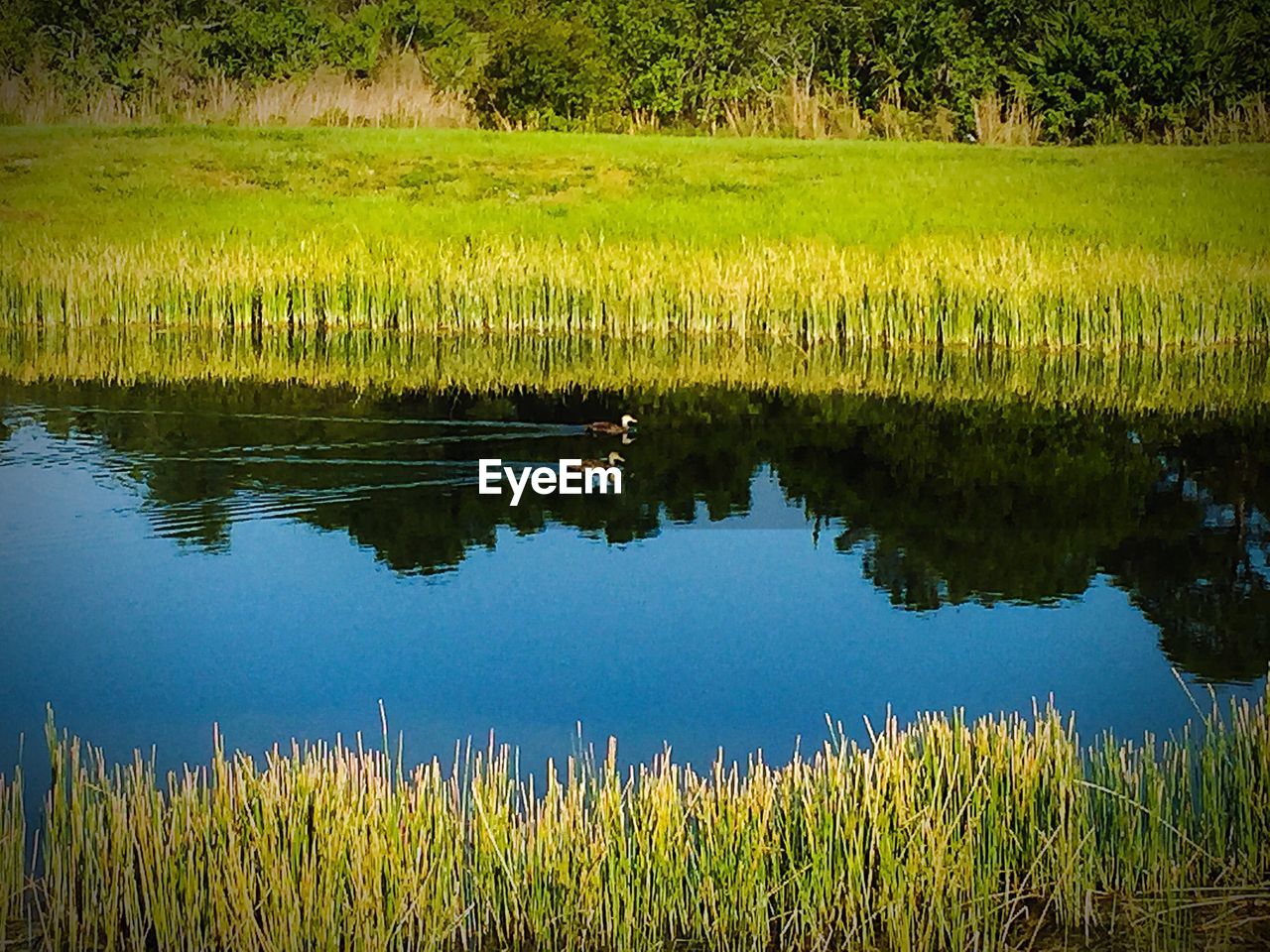 TRANQUIL SCENE OF LAKE