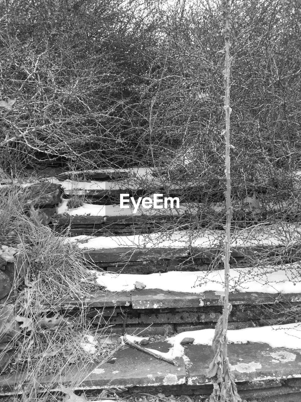 View of steps in forest