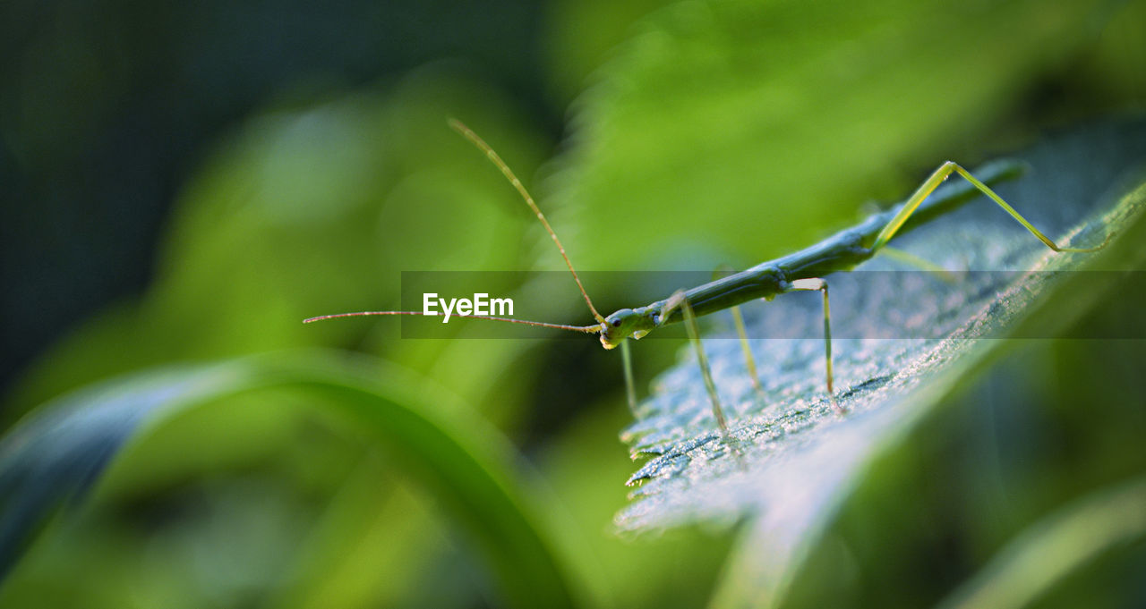 Close-up of insect on plant