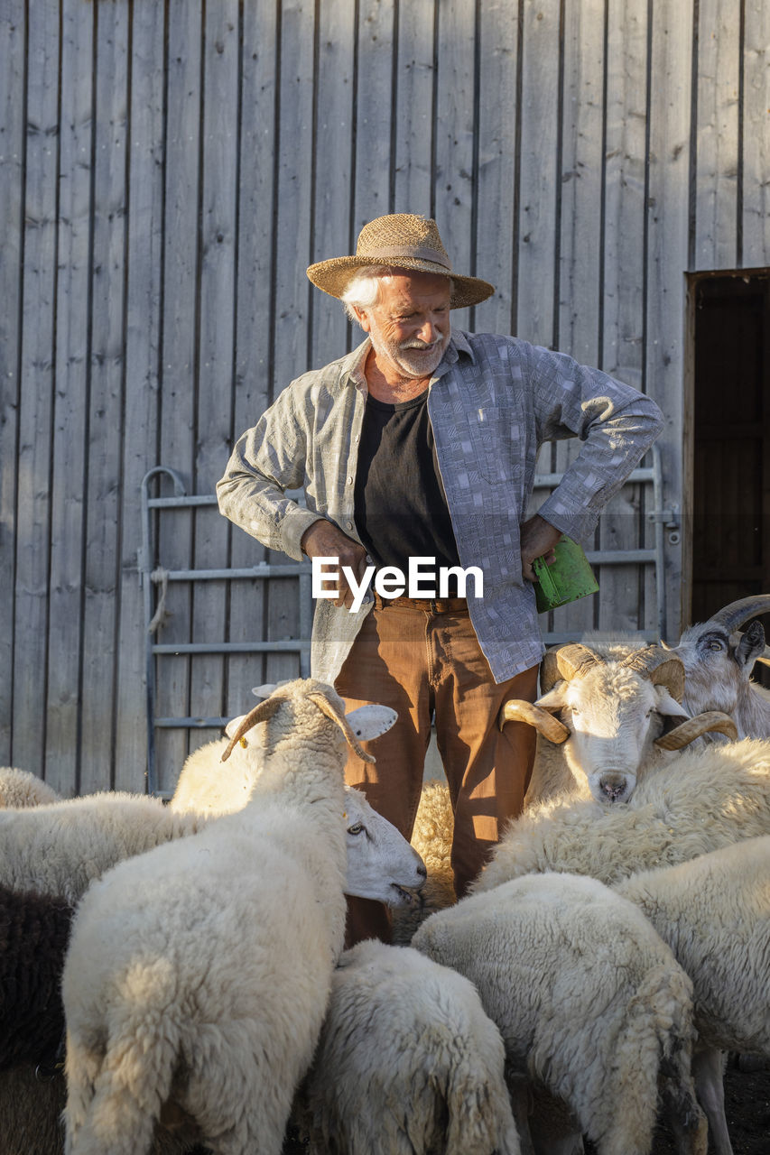 Happy senior farmer with hands on hip standing amidst sheeps at farm