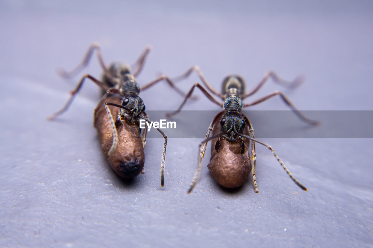 CLOSE-UP OF ANT ON A LEAF