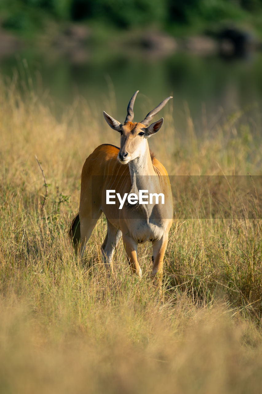 side view of deer standing on grassy field