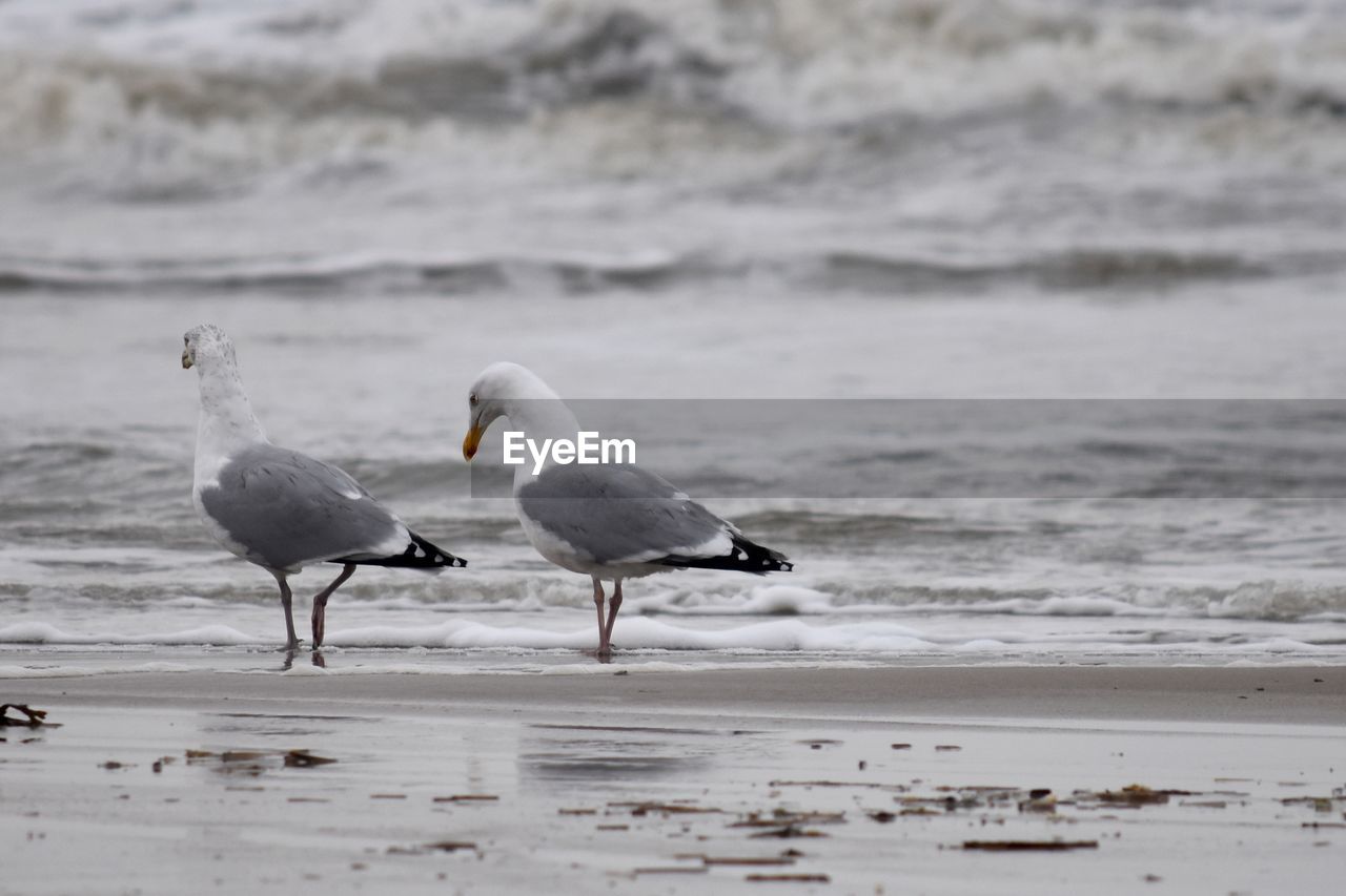 SEAGULLS ON THE BEACH