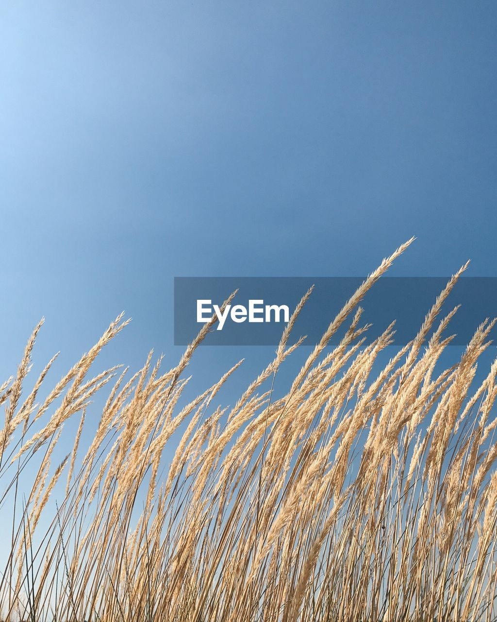 Low angle view of plants against clear blue sky