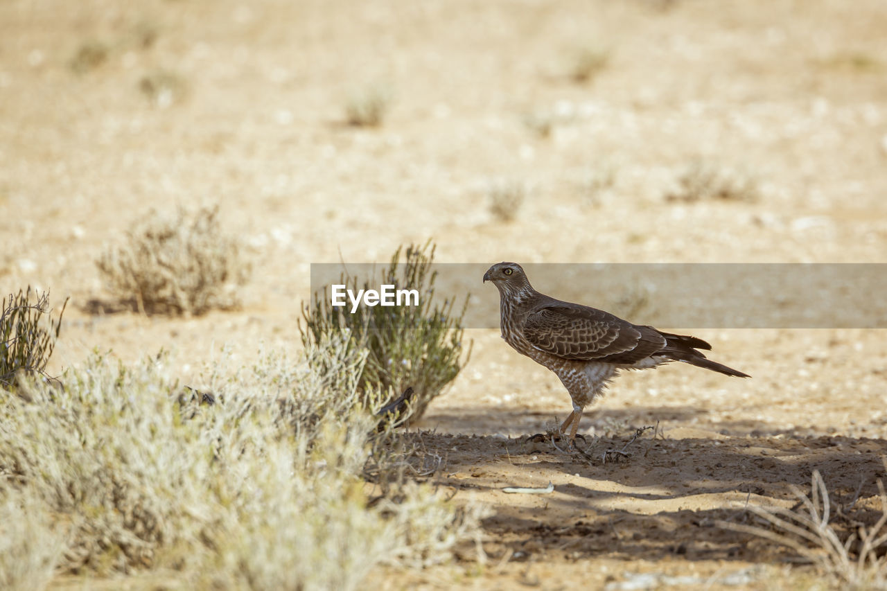 BIRD ON A FIELD