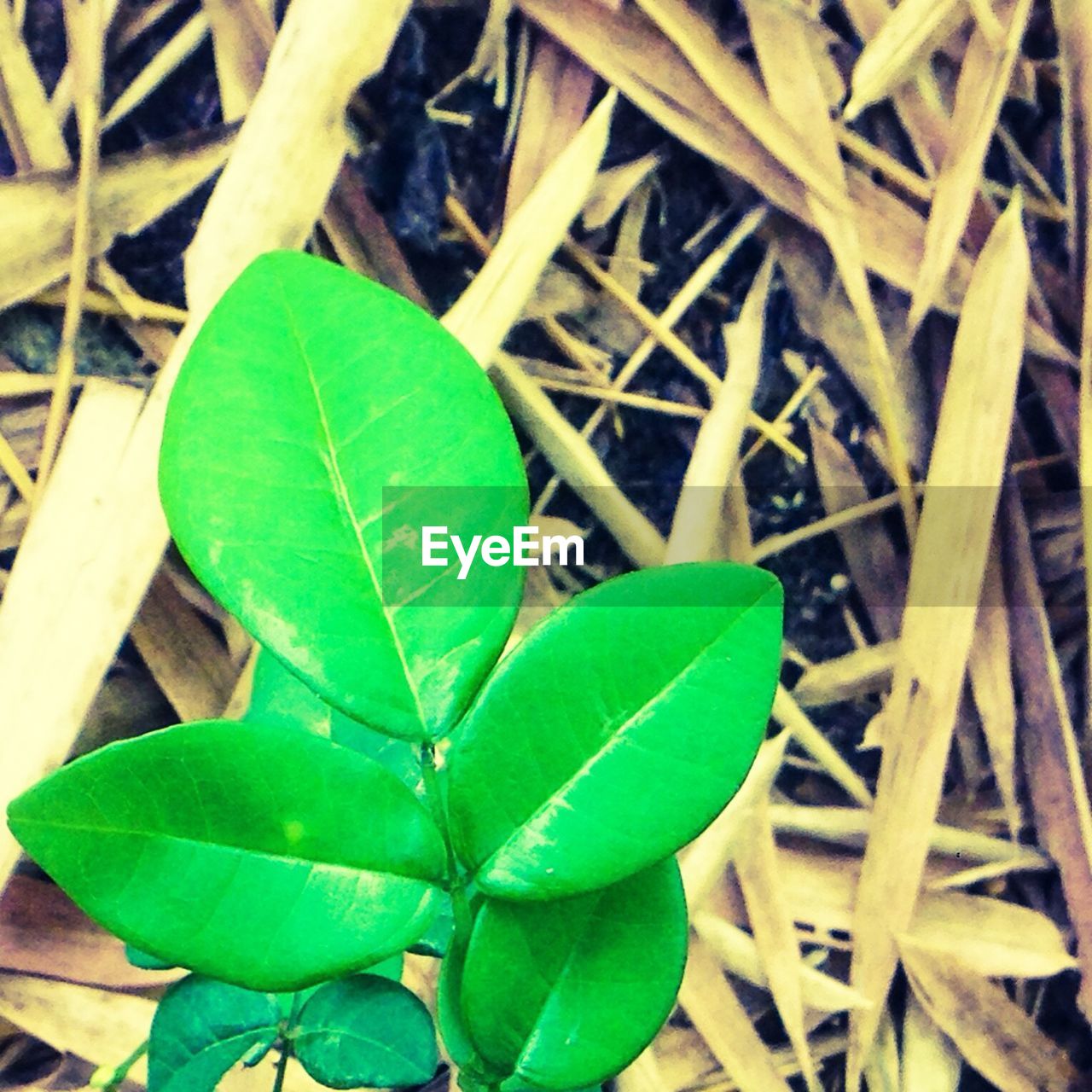 CLOSE-UP OF LEAVES ON PLANT