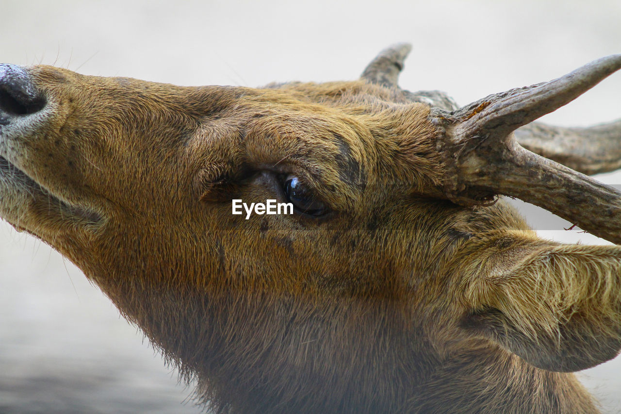 Brown deer in a national park