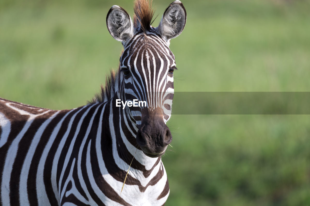 PORTRAIT OF ZEBRA