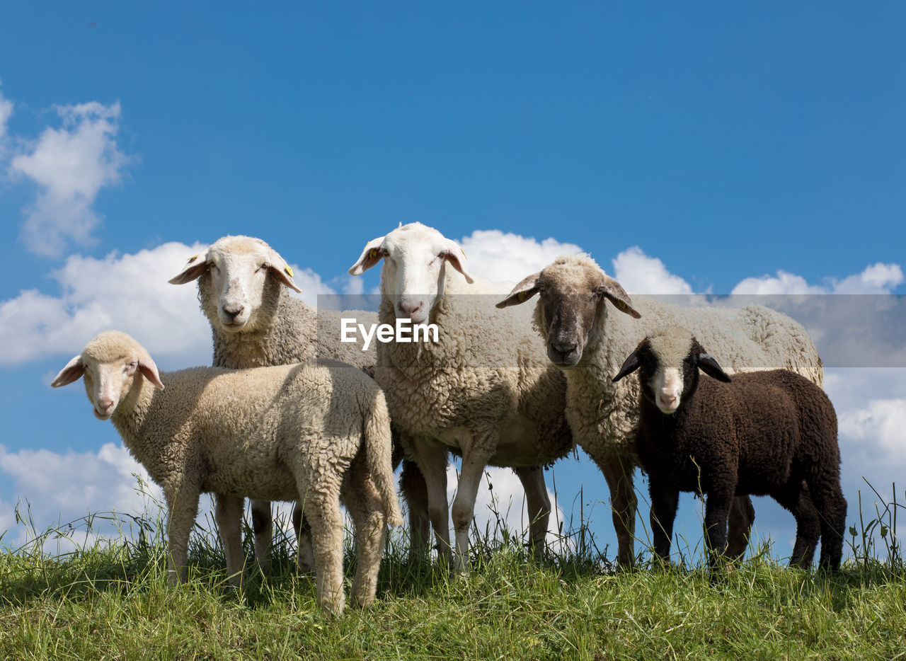 SHEEP ON FIELD AGAINST SKY