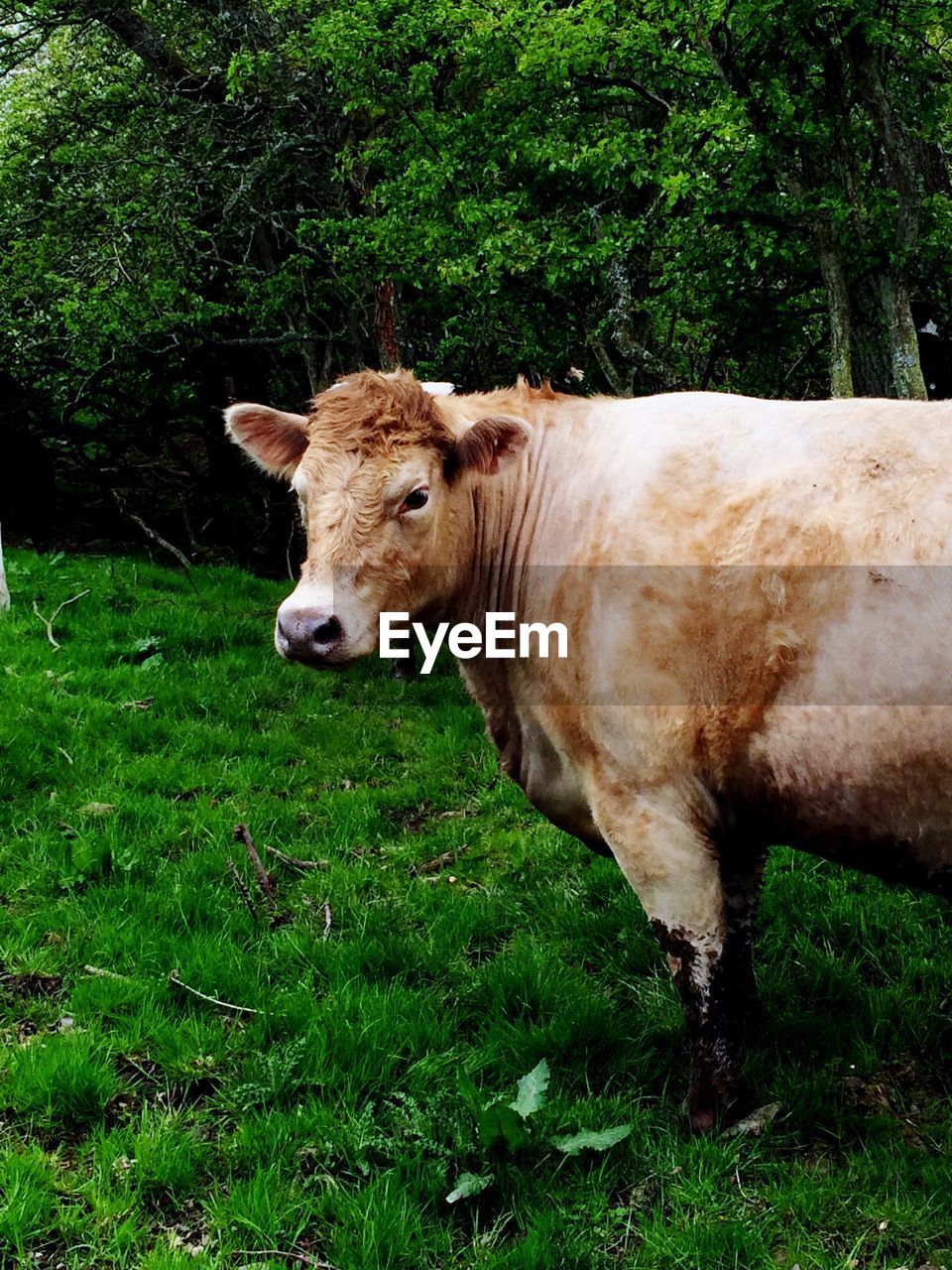 Cow grazing on field