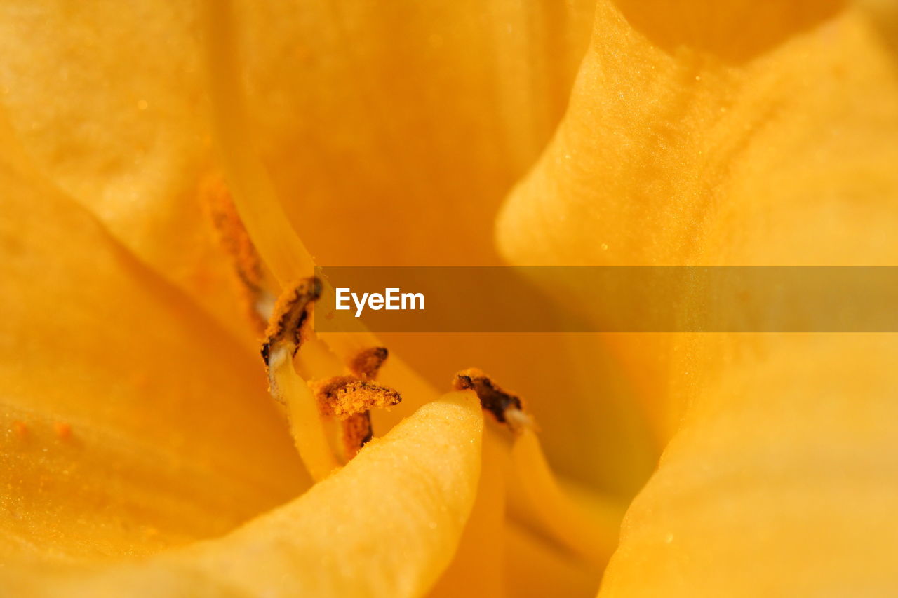 Full frame shot of yellow flower blooming outdoors