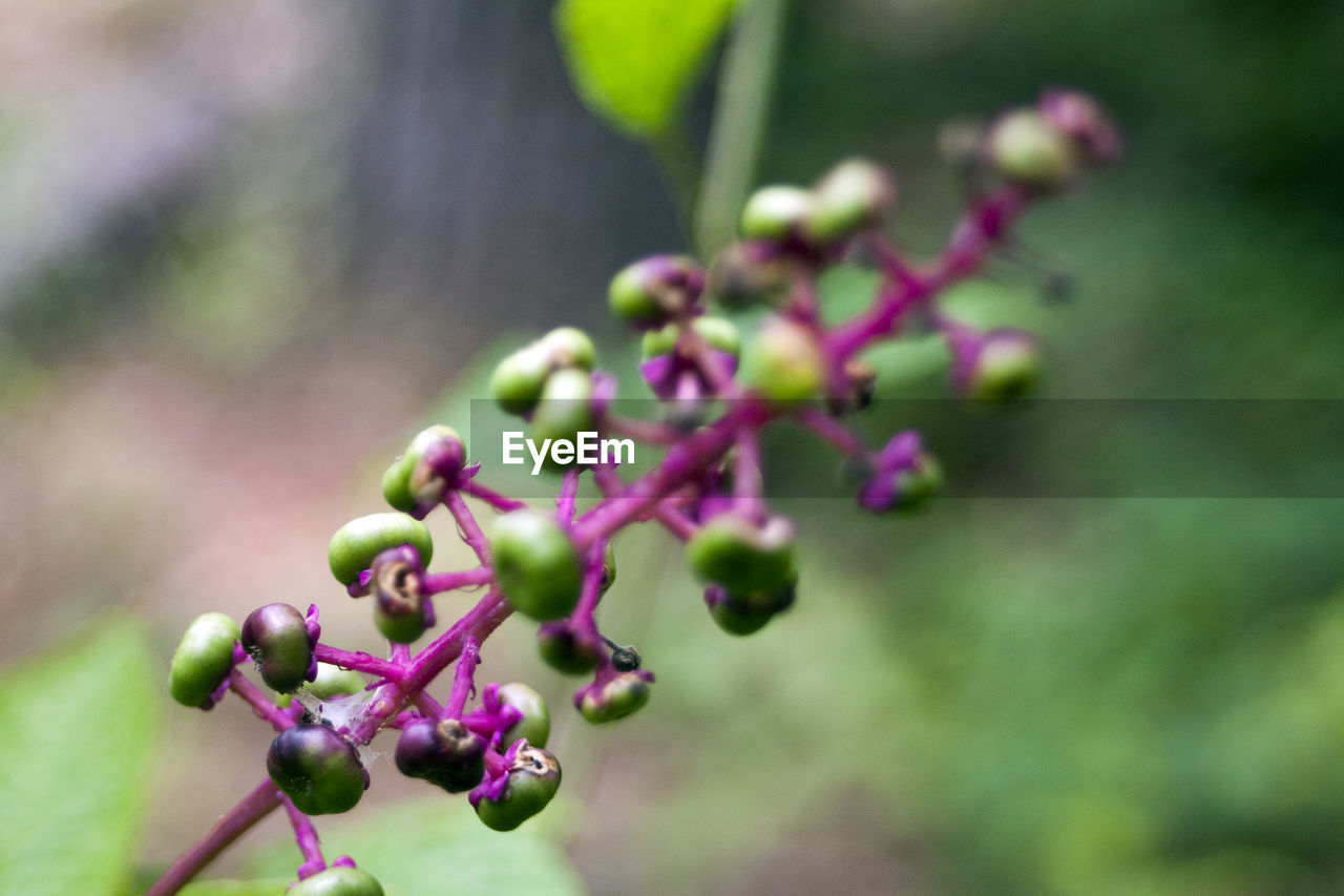 Close-up of flower blooming outdoors