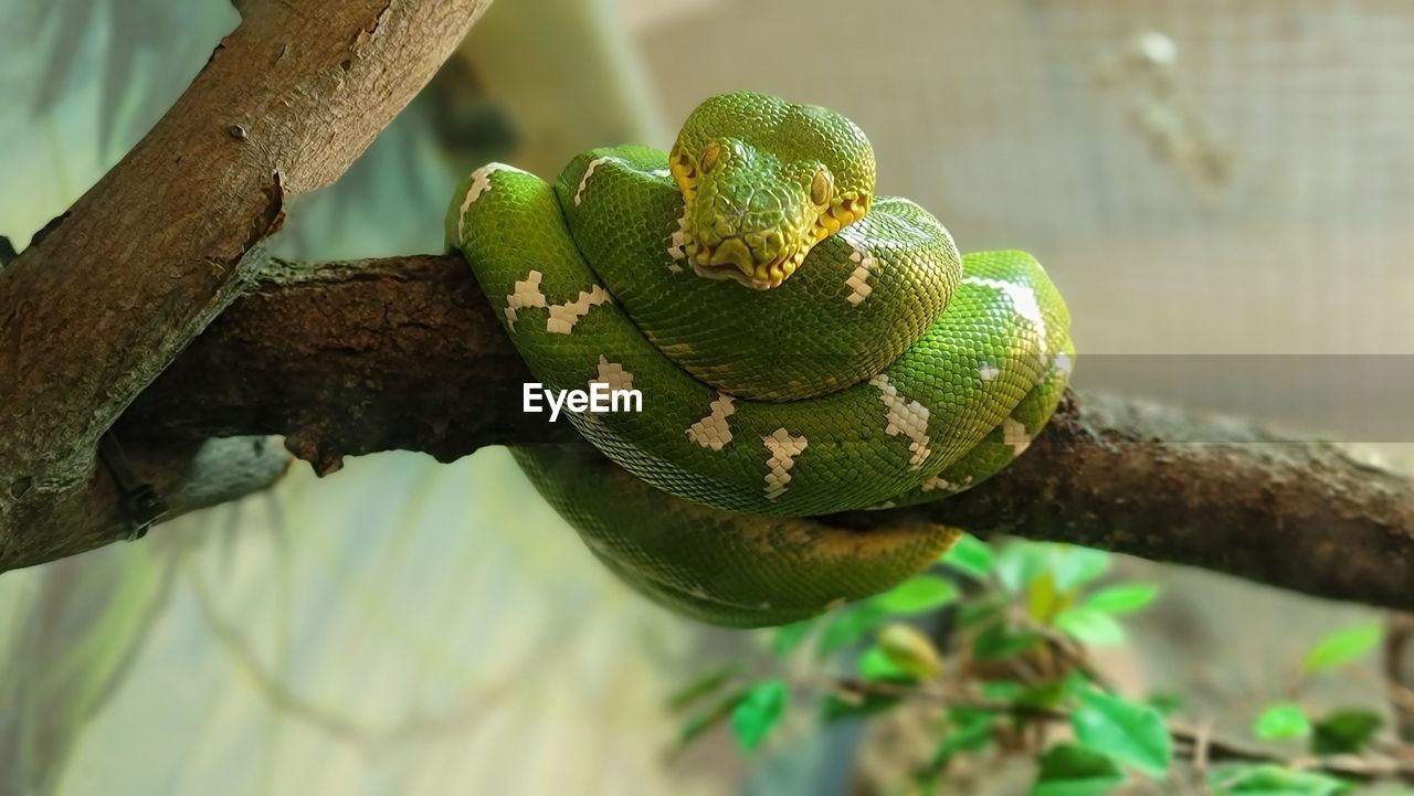 CLOSE-UP OF SNAKE ON BRANCH