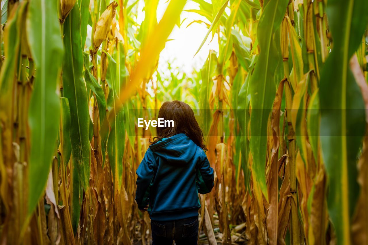 Rear view of girl walking in corn farm