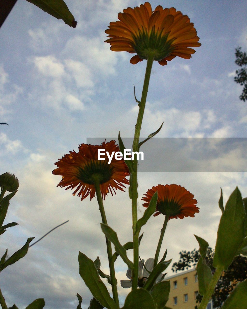 LOW ANGLE VIEW OF FLOWERS AGAINST SKY