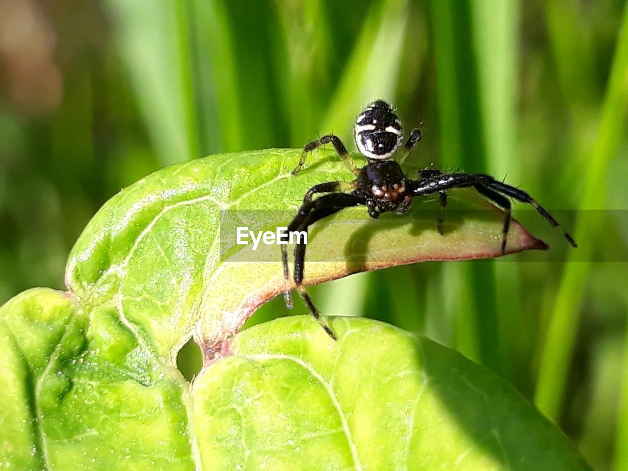 CLOSE-UP OF INSECT ON PLANT