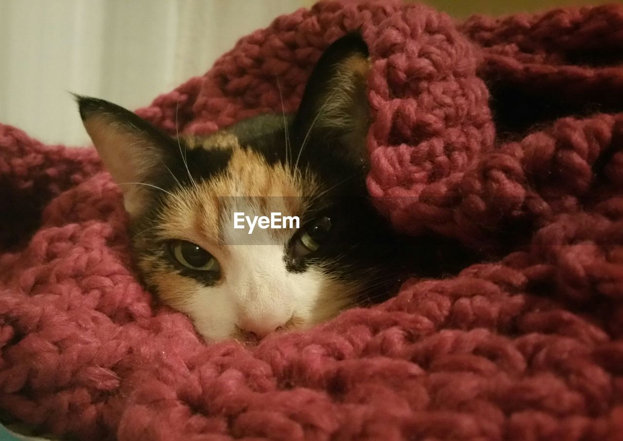 Portrait of cat relaxing on knitted scarf