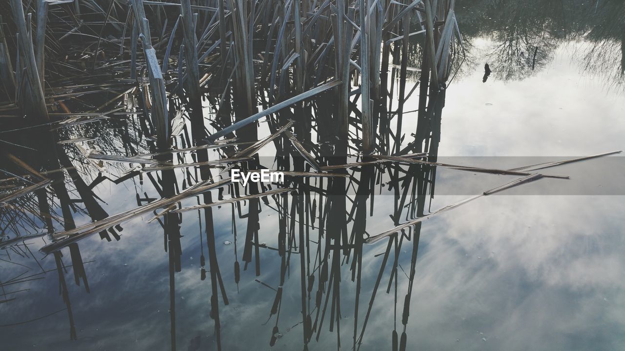 TREES REFLECTING IN WATER