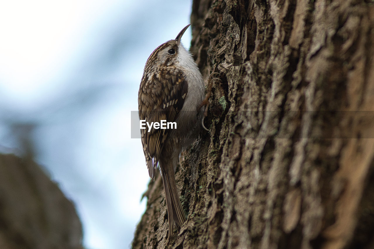 CLOSE-UP OF BIRD PERCHING ON TREE