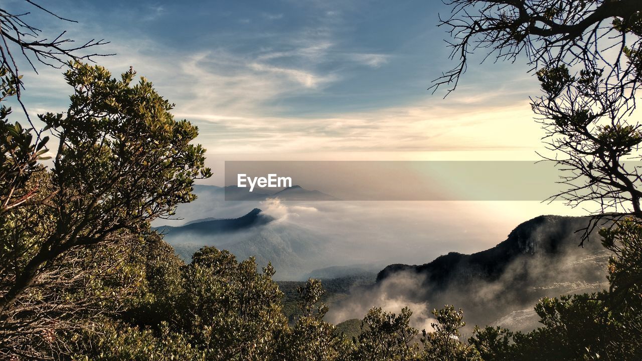 Scenic view of trees against sky during sunset