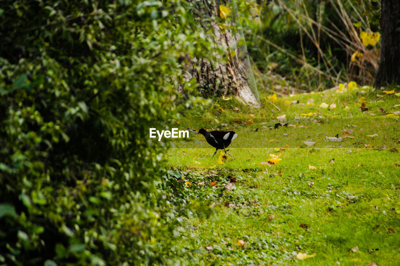 BIRD FLYING IN A GREEN SUNLIGHT