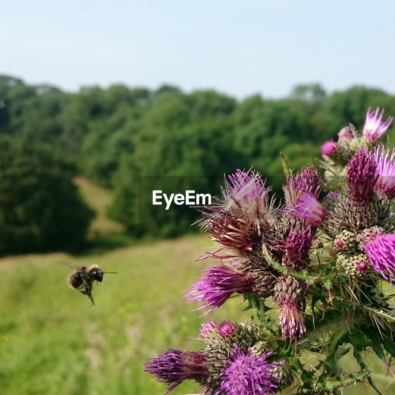 Close-up of bee buzzing by thistles