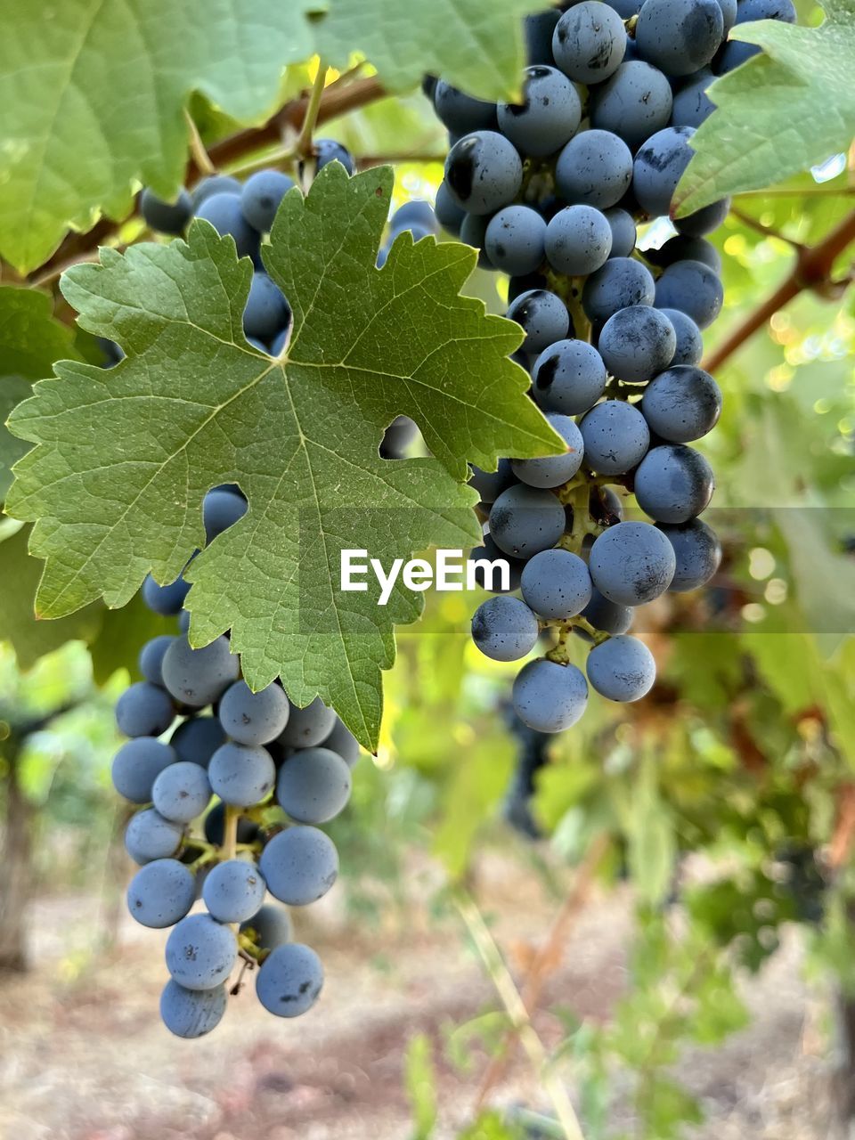 grape, vineyard, food and drink, food, fruit, vine, agriculture, growth, plant, healthy eating, bunch, winemaking, leaf, plant part, freshness, crop, nature, produce, red grape, rural scene, landscape, field, wellbeing, farm, grape leaves, no people, wine, close-up, tree, green, land, ripe, juicy, winery, beauty in nature, cultivated, outdoors, day, refreshment, alcohol, abundance, drink, grapefruit, hanging