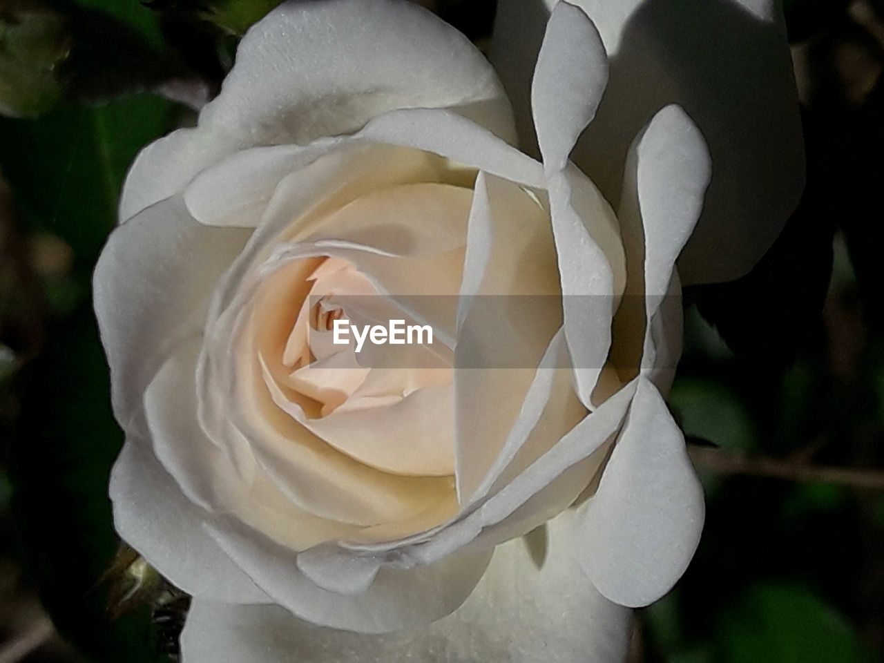CLOSE-UP OF WHITE ROSE WITH ROSES