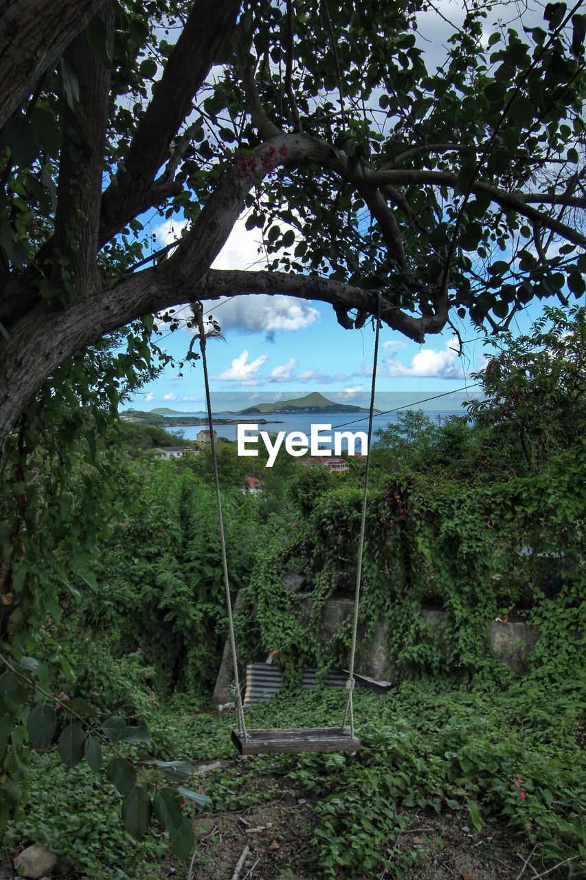 TREES GROWING IN FOREST