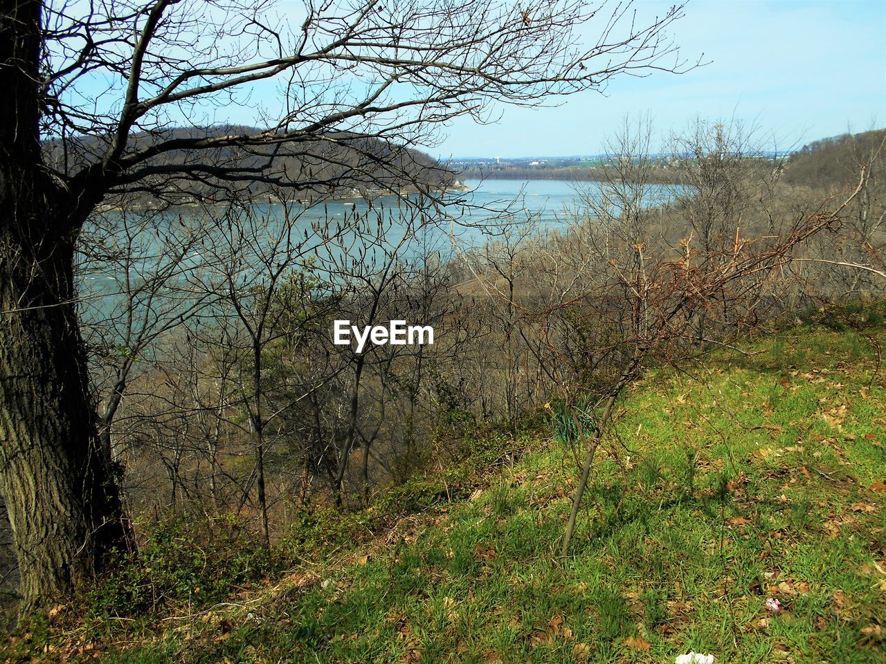 SCENIC VIEW OF SEA WITH TREES IN BACKGROUND