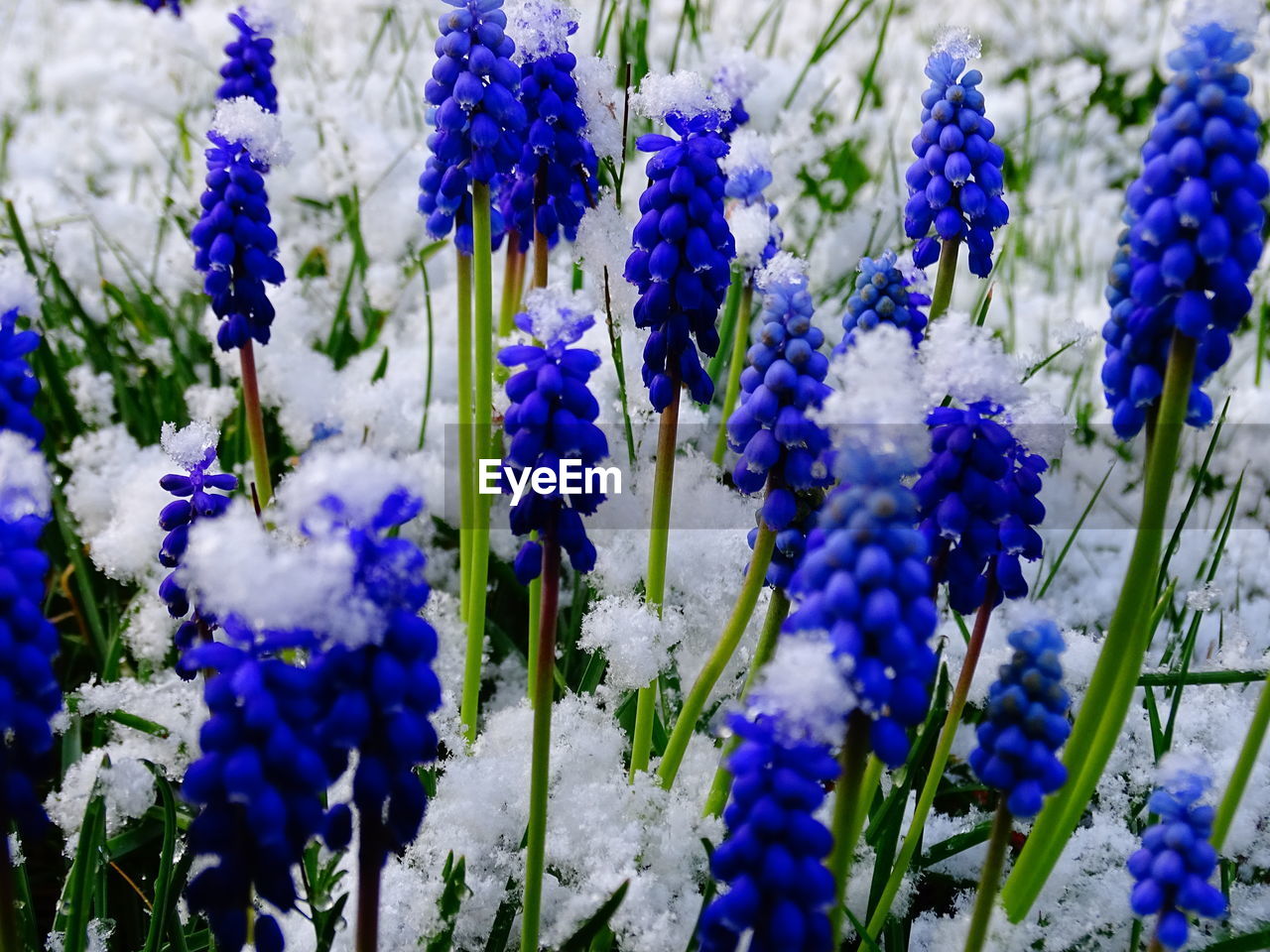 Full frame shot of snow covered grape hyacinth flowers