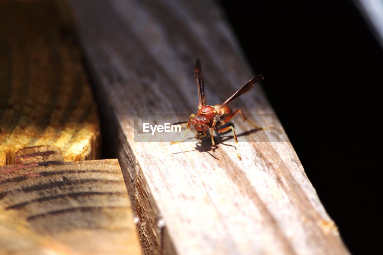 Close-up of insect on wood