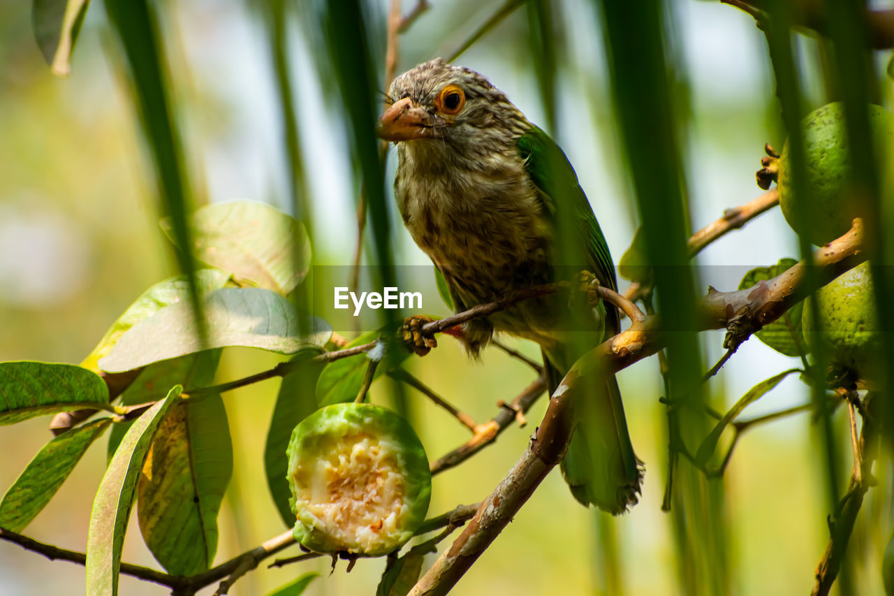 The lineated barbet  is an asian barbet native to the terai,