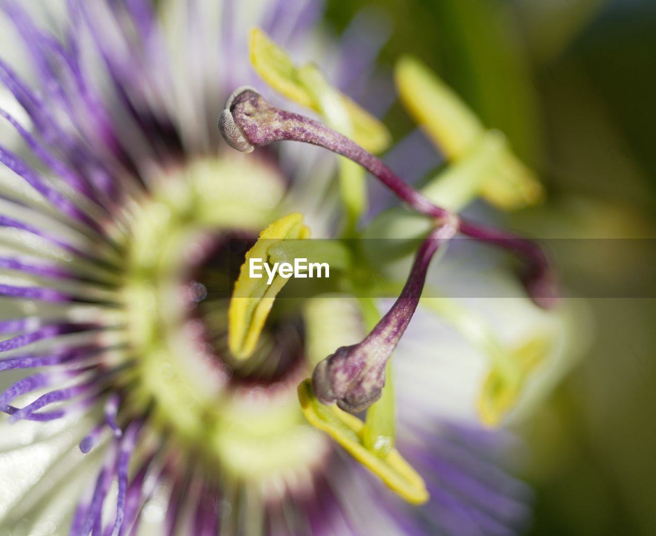 CLOSE-UP OF PASSION FLOWER