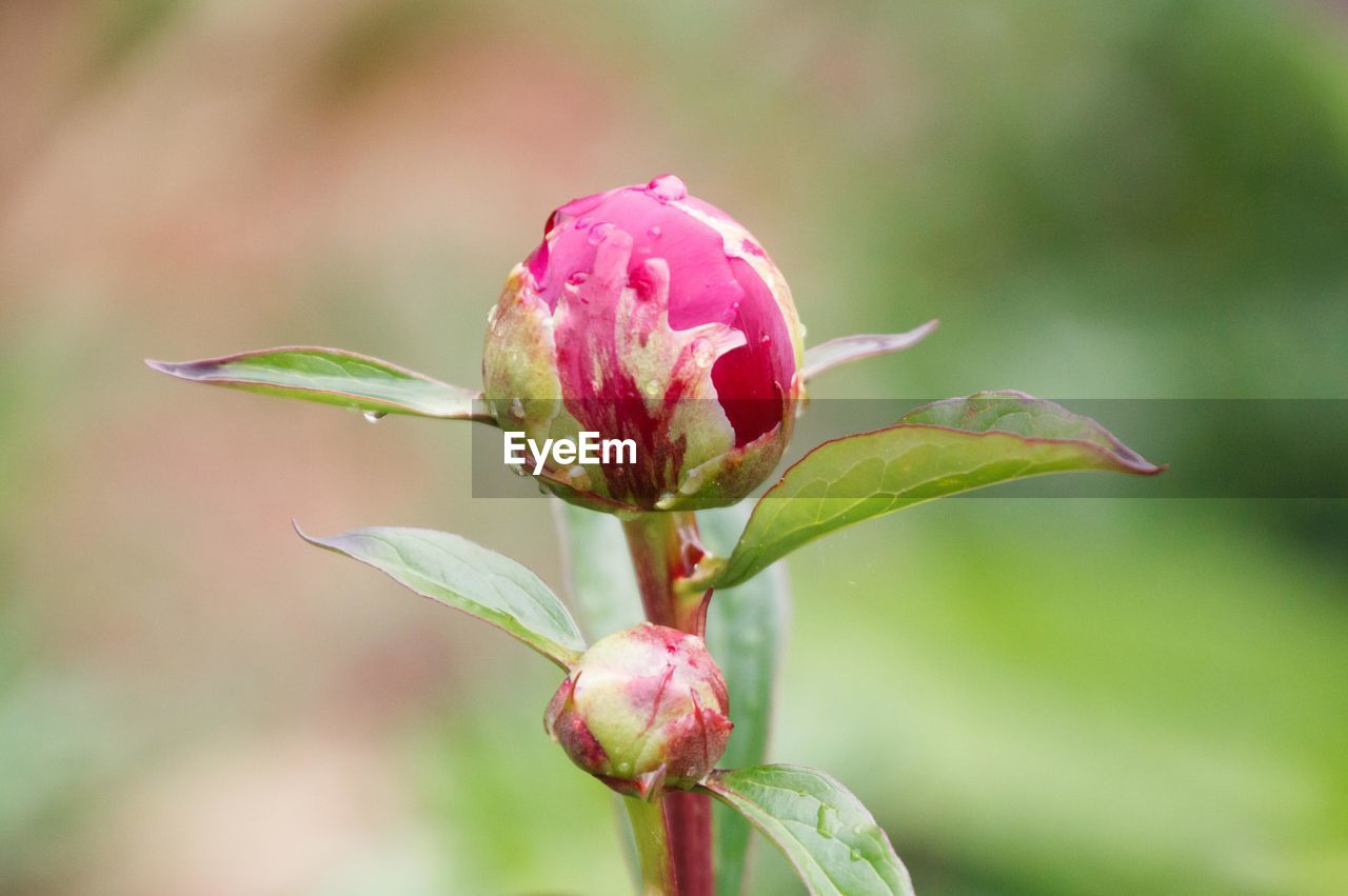 Close-up of pink flowering plant