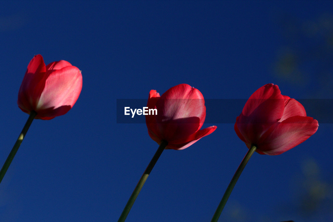 Close-up of red flowering plants against blue sky