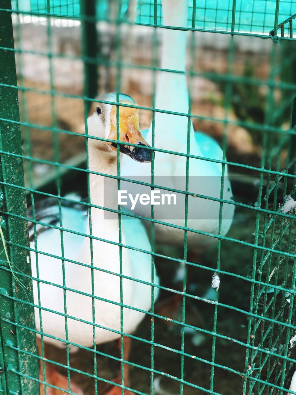 BIRD PERCHING IN CAGE