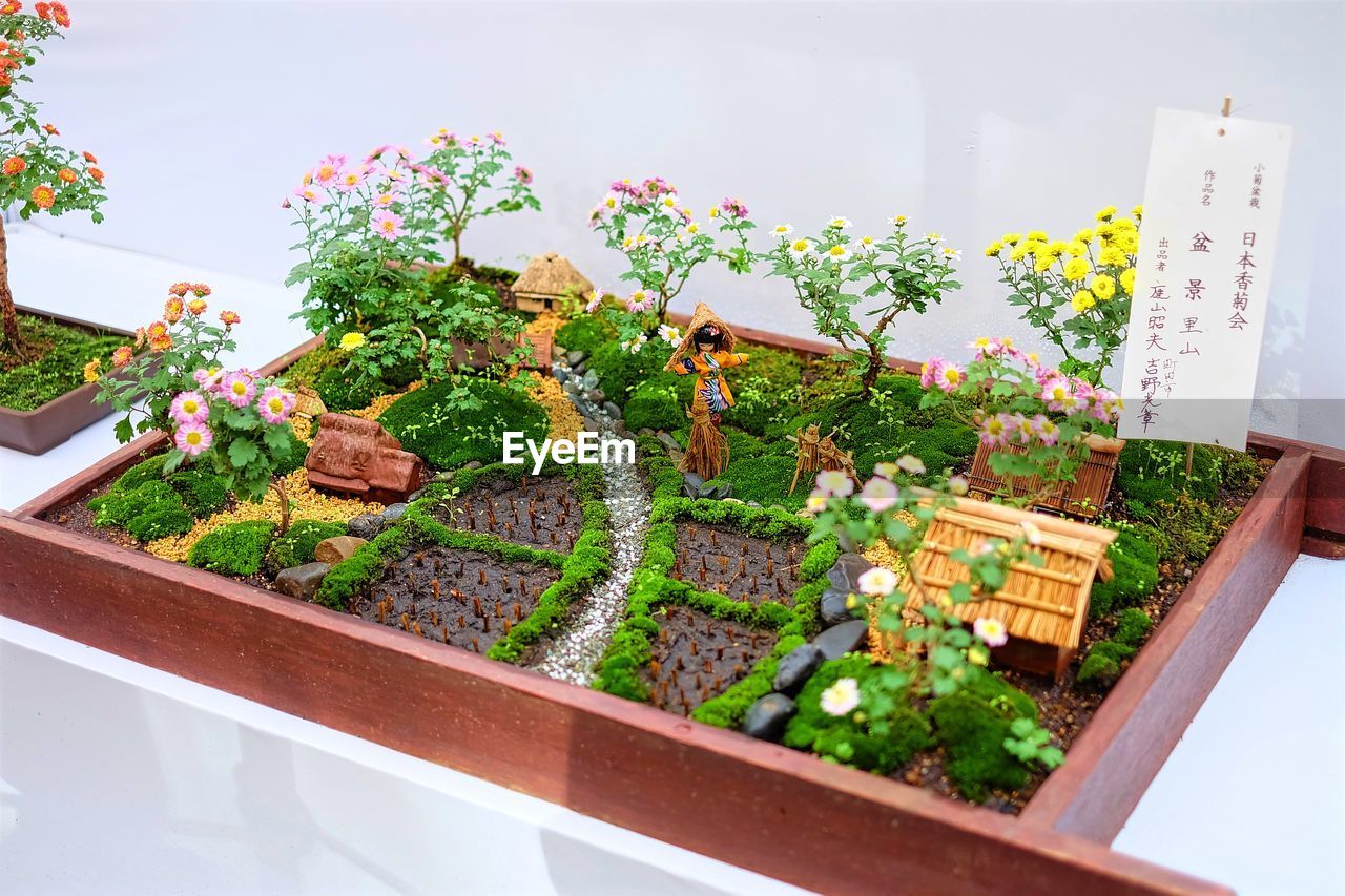HIGH ANGLE VIEW OF POTTED PLANTS