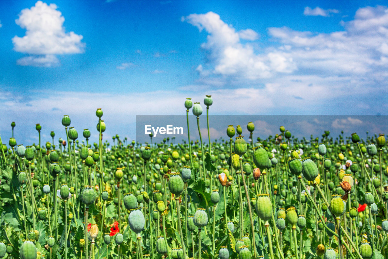 CLOSE-UP OF FLOWERING PLANTS ON FIELD