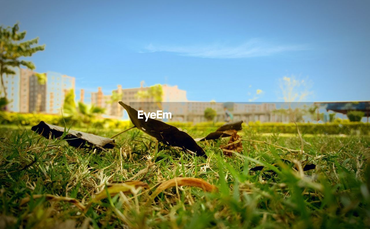 CLOSE-UP OF LIZARD ON FIELD AGAINST SKY