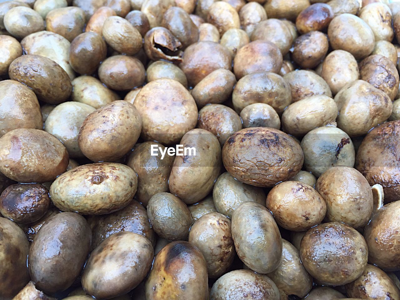 Full frame shot of mushroom