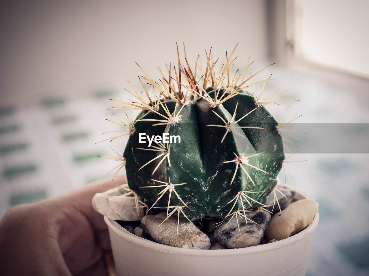 Close-up of hand holding cactus in pot