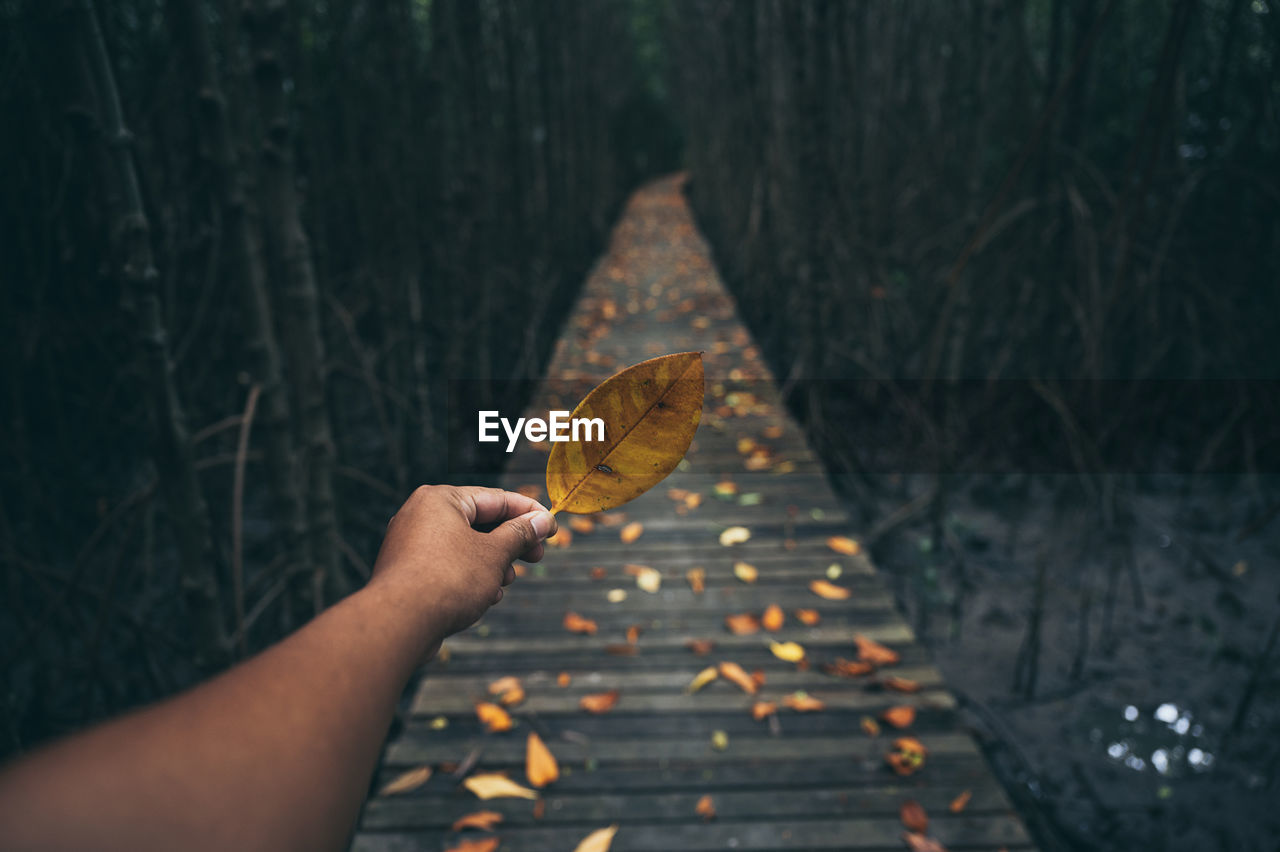 Cropped image of person holding autumn leaf