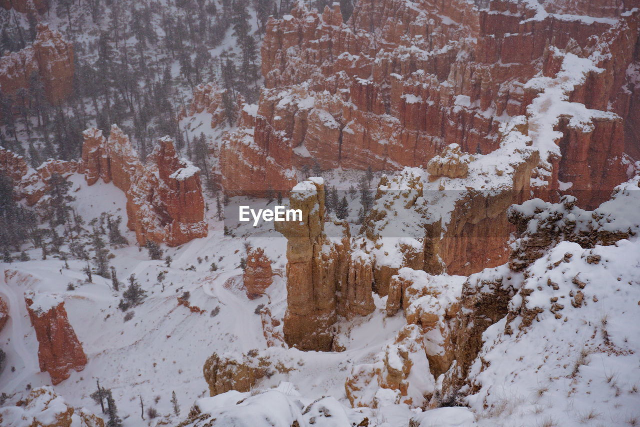 Snow covered trees on mountain